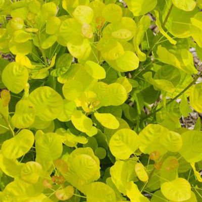 View full size image Green foilage of bush