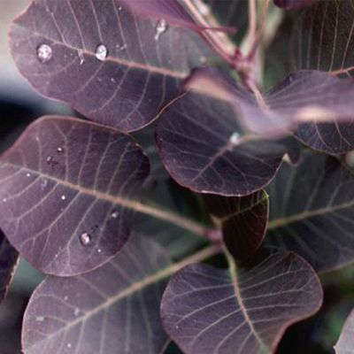 View full size image Purple Leaves of Bush