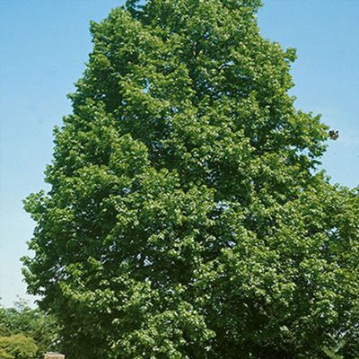 View full size image Green linden tree