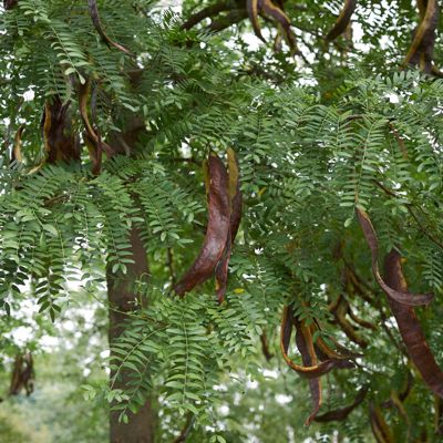 View full size image Honeylocust with bean pods