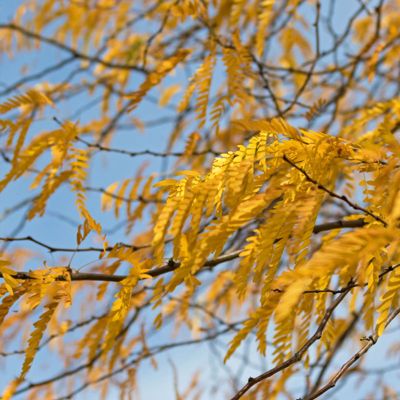 View full size image Honeylocust with fall color