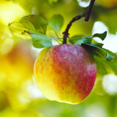 View full size image apple on tree