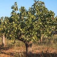 Pistachios grow deals on trees