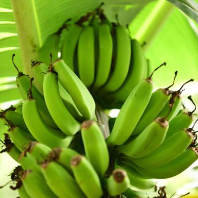 View full size image Green bunch of bananas on tree