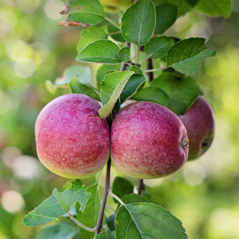 Pink Lady® Apple Tree - Stark Bro's