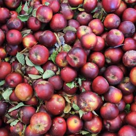 Pile of dark red apples