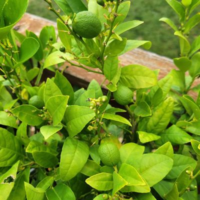 View full size image Photo of key lime tree.