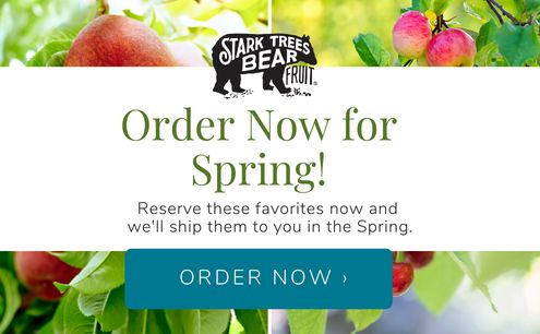 Spring Pre-Order Available Now!
