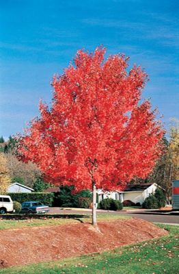 View full size image Photo of Red Sunset® Maple Tree