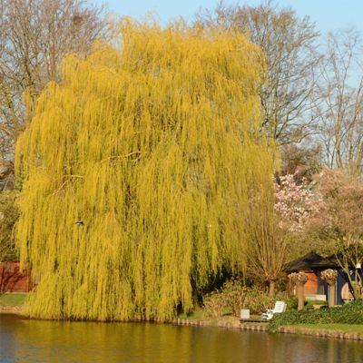 View full size image Golden weeping willow