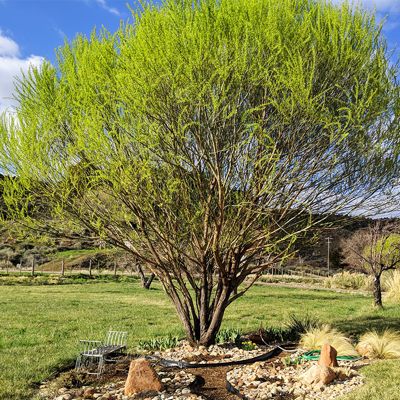 View full size image Upright willow tree in rock garden