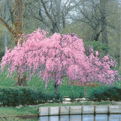 View full size image Photo of Pink Cascade Weeping Peach Tree