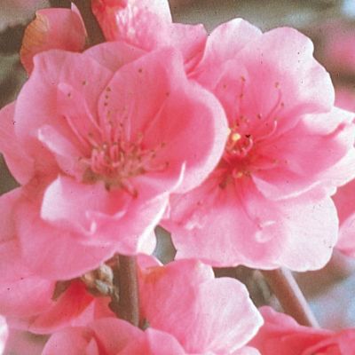 View full size image Photo of Pink Cascade Weeping Peach Tree