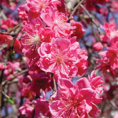 View full size image Photo of Pink Cascade Weeping Peach Tree