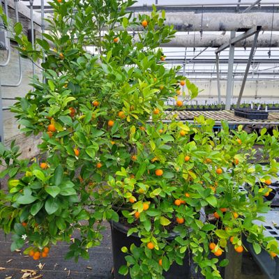 View full size image Calamondin Orange Tree in greenhouse