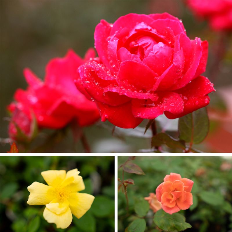 How to Grow and Care for Knock Out Roses