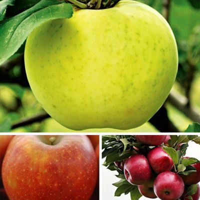 View full size image Three different apple varietes