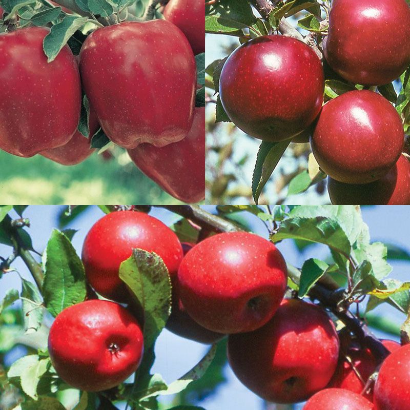 Starkrimson® Red Delicious Apple Tree - Stark Bro's