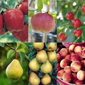 Starkspur® Red Delicious Apple Tree