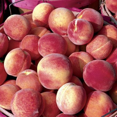 View full size image Photo of harvested Contender peaches.