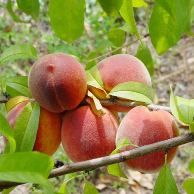 View full size image Photo of Loring peaches on the tree.