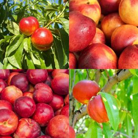 Collection of four fruit trees with fruit.