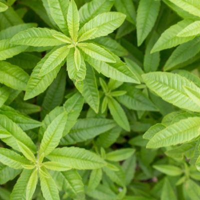 View full size image leaves of lemon verbena