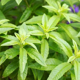 Lemon verbena leaf structure