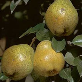 Photo of Kieffer Pear Tree