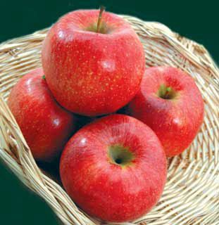 View full size image Photo of Mollies Delicious Apple Tree