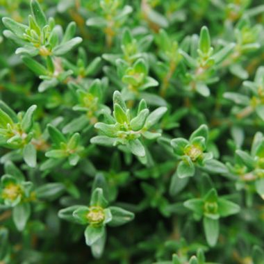 Photo of French thyme plant