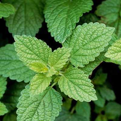 View full size image Lemon Balm Leaves