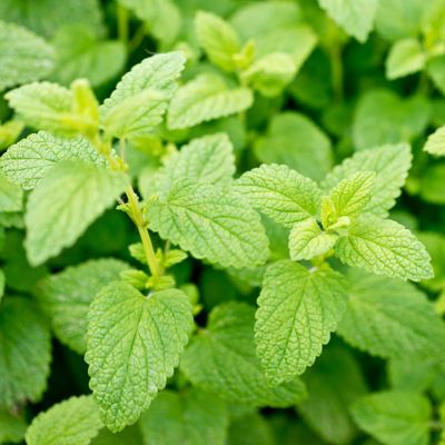 View full size image Lemon Balm Plant