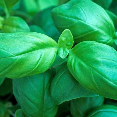 View full size image Green basil leaf