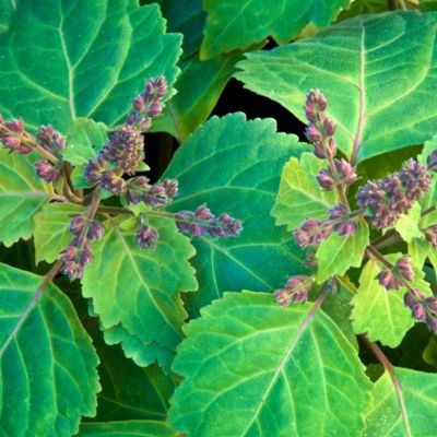 View full size image Patchouli with bloom