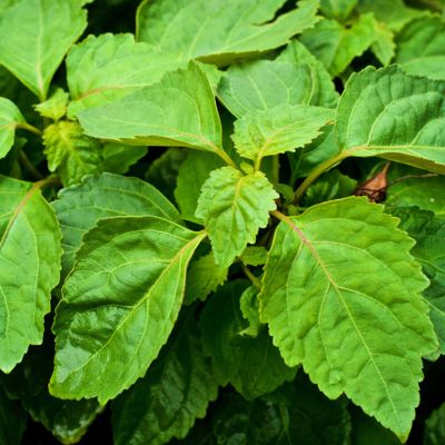 View full size image Patchouli leaves