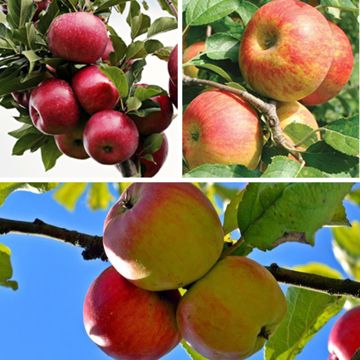 Three different apple varietes