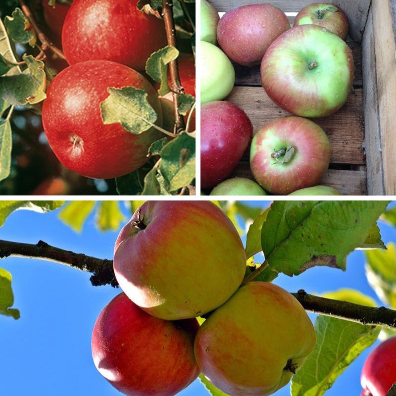 Fresh Apples - Empire Harvests