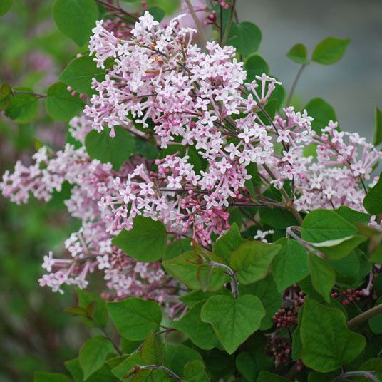 Fragrant Purple Lilac - Stark Bro's