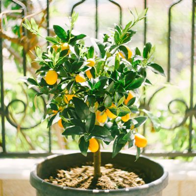 View full size image Clementine Mandarin Tree in Pot with Fruit on it