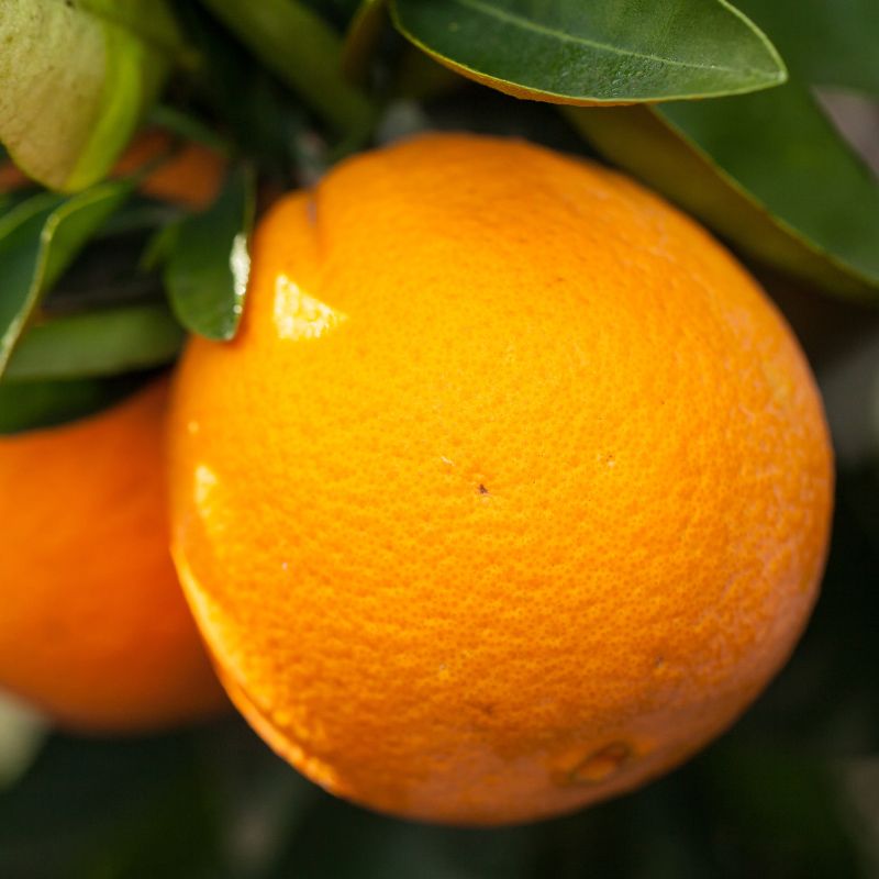 Navel Oranges