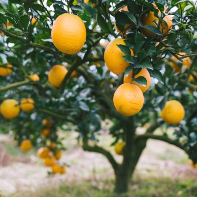 View full size image Parent Washington Navel Orange Tree