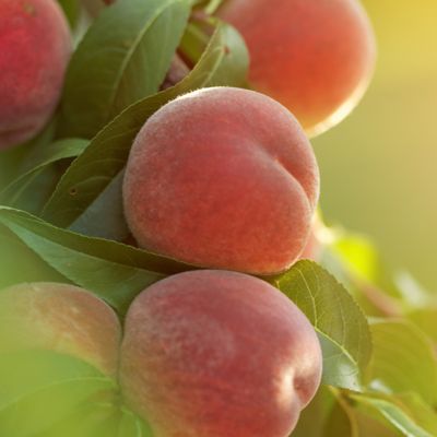 View full size image Tropic Beauty Peaches on tree