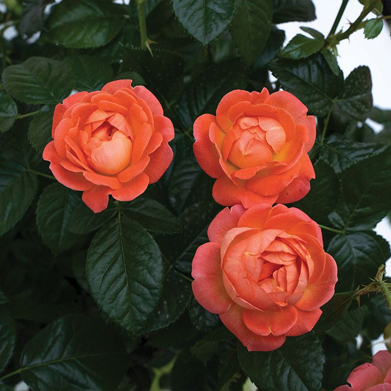 Rose - Orange Glow Knock Out Shrub Rose - Sugar Creek Gardens