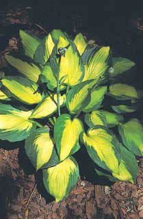 View full size image Photo of Captain Kirk Hosta Plant