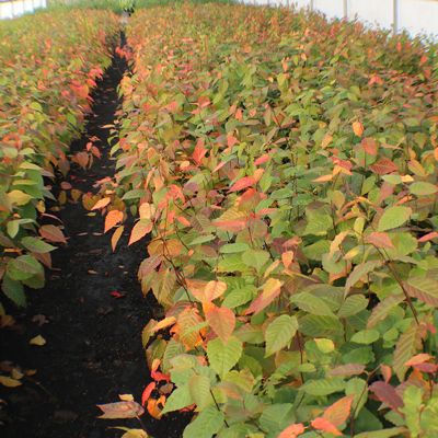 View full size image Wisconsin Hornbeam trees in greenhouse