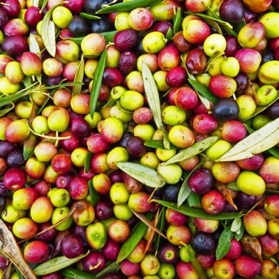 View full size image Photo of harvested olives.