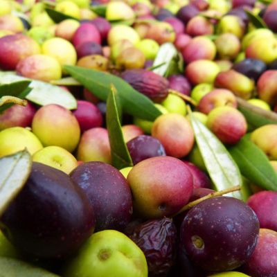 View full size image Photo of harvested olives.