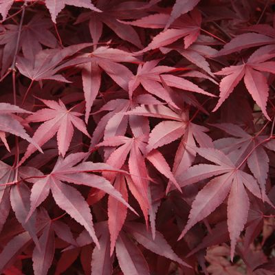 View full size image Leaves of fireglow japanese maple