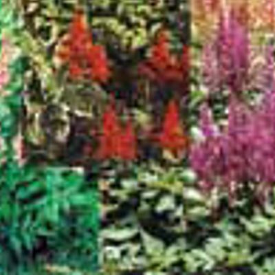 View full size image Photo of Astilbe Collection